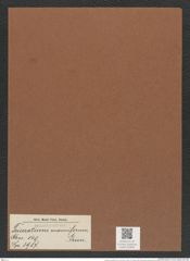 Triceratium manniferum Grun. (de-Toni-Nr.: Genus 140, Species 3987) Zeichnungen Sammlung Grunow Mappe 03983 (Herbarium_W_Grunow_drawings_Folder_03983)